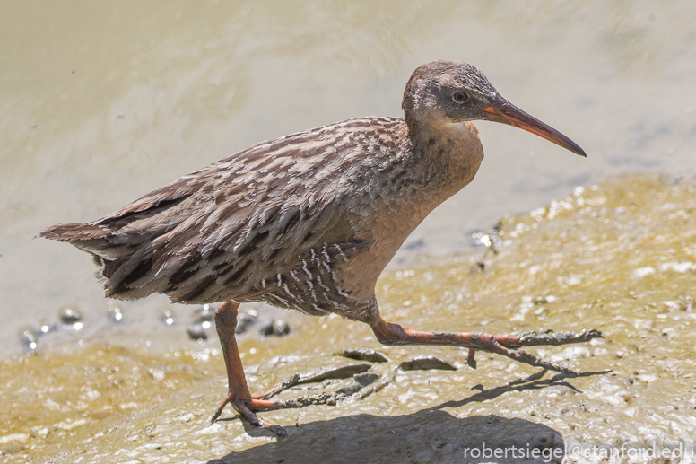 palo alto baylands